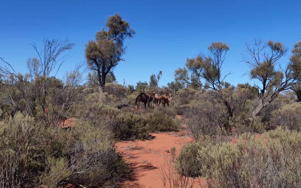 Camels west of Moon Rock