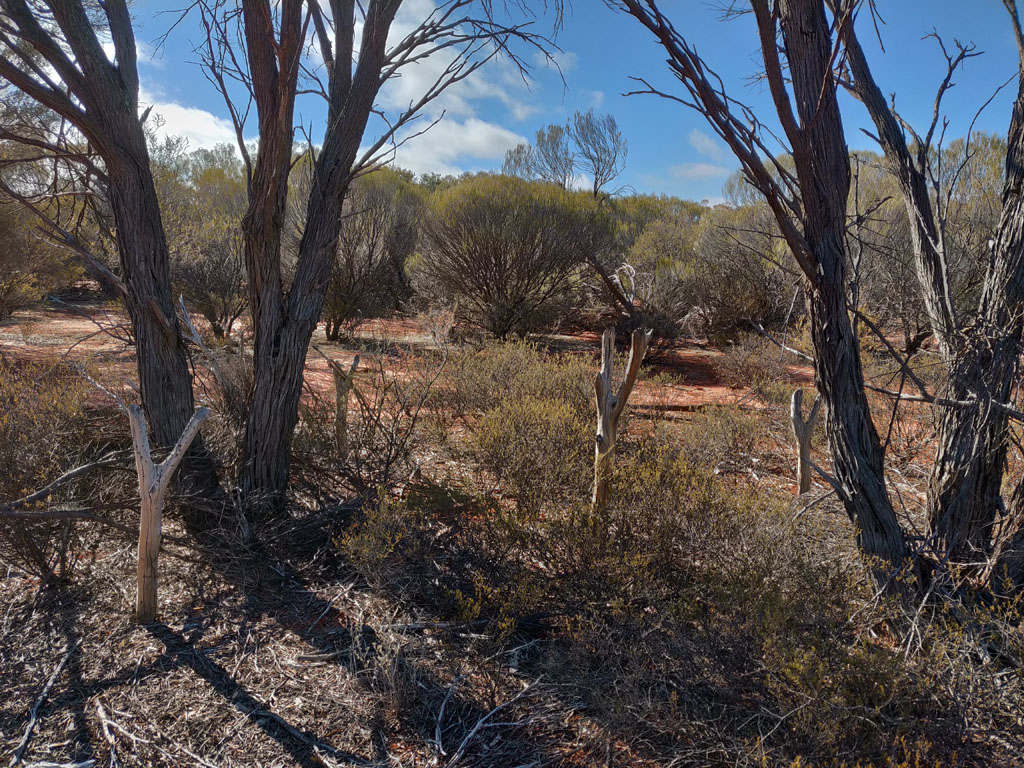 Old Sandalwood cutters work area