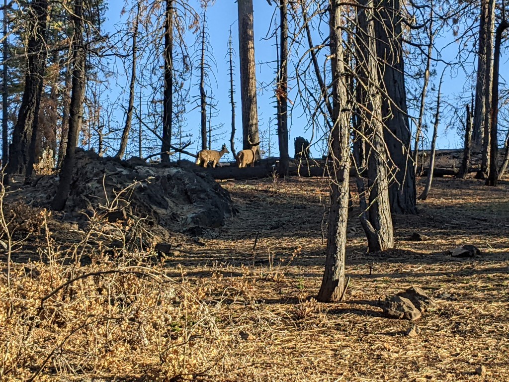 Deer along the road