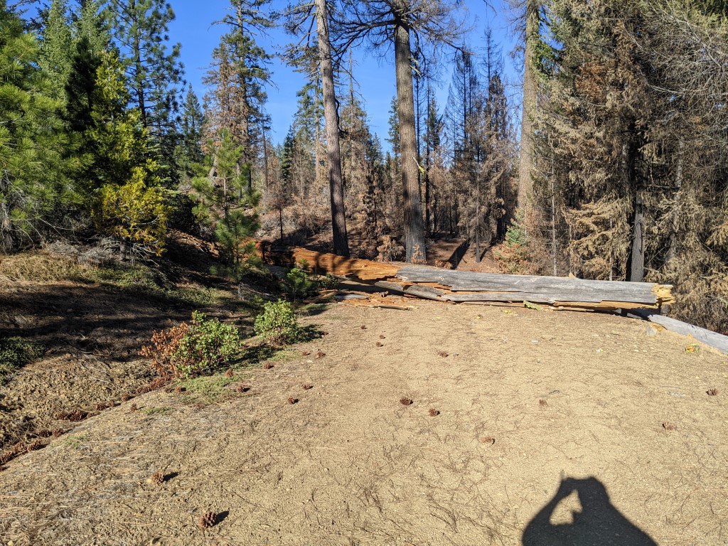 Tree across the road